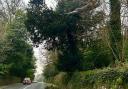 The 'dangerous' tree between Menai Bridge and Beaumaris.
