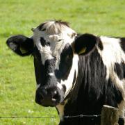 Generic picture of a cow