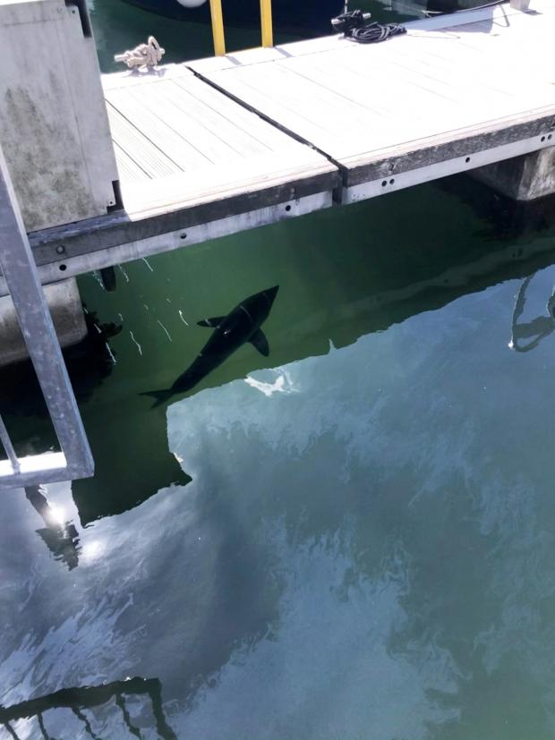 North Wales Chronicle: The porbeagle shark gliding majestically through Plymouth's Mayflower Marina. Picture: SWNS