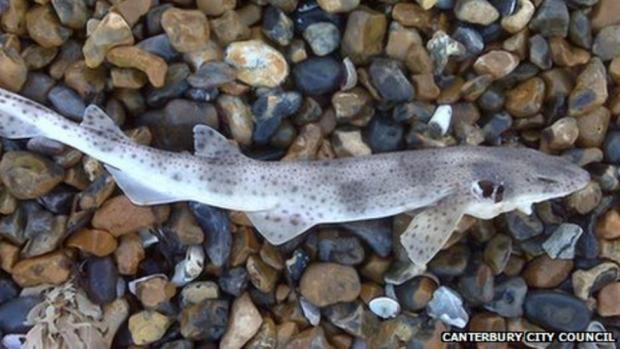North Wales Chronicle: A dogfish shark that washed up on a Kent beach
