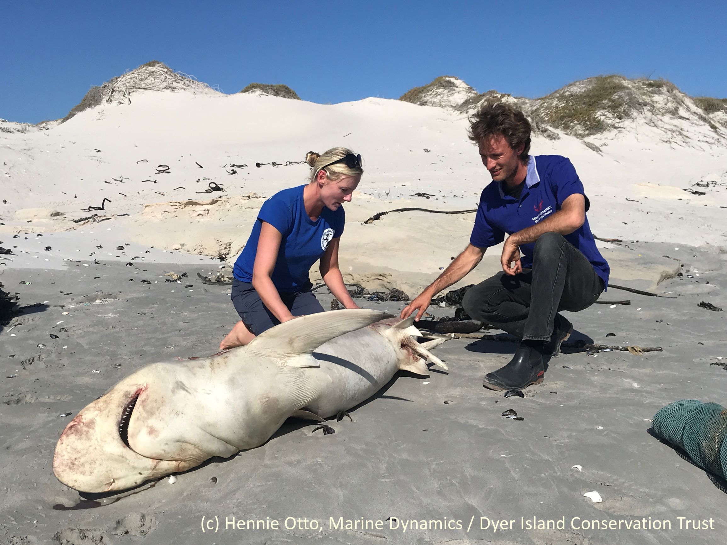 Alison Towner examines a Brown Shark.Picture by Hennie Otto, Marine Dynamics/Dyer Island Conservation Trust. 
