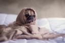 A pug wrapped in a blanket. Credit: Canva