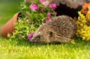 The RSPCA warned that foxes and hedgehogs are the most likely to become tangled in netting