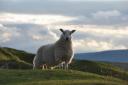 Sheep have been jumping onto the A55.