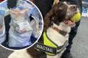 A detention dog from Wagtails helped officers on Anglesey