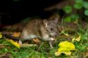Wild rats in the garden can pass on multiple diseases to dogs