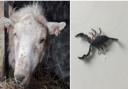 The lucky sheep and mysterious scorpion. Picture: RSPCA