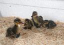 The rescued ducklings [Image: Traffic Wales]