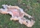 A discarded lamb's skin on a field in Rhosgoch, where four others have gone missing.