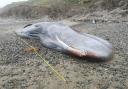 The whale washed up on Porth Neigwl