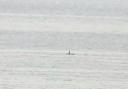 Rob Creek saw a large tall black dorsal fin entering the bay.  He believes it was an Orca.