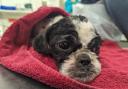 This female Shih Tzu was abandoned in Shotton