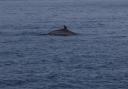 The minke whale spotted off the Cardigan Bay