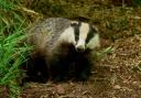 Library picture of a badger