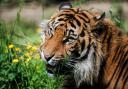 Sumatram Tiger. Photo: Shaun Wilson