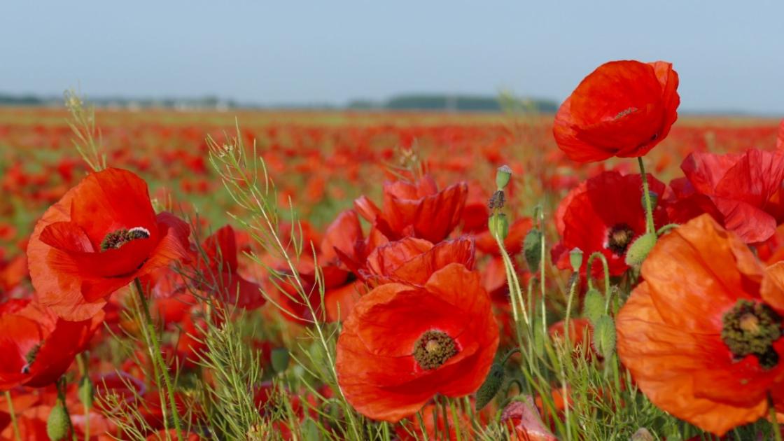 Remembrance ceremonies to take place across Gwynedd and Anglesey 