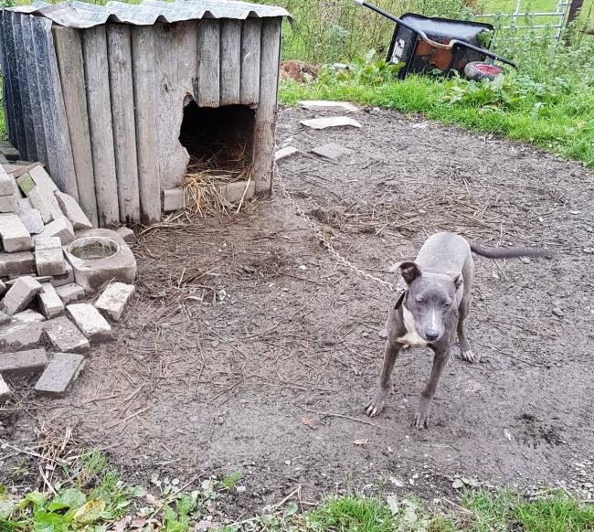 A number of dogs were seized in the search warrant. Photo: NWP Rural Crime Team / Facebook