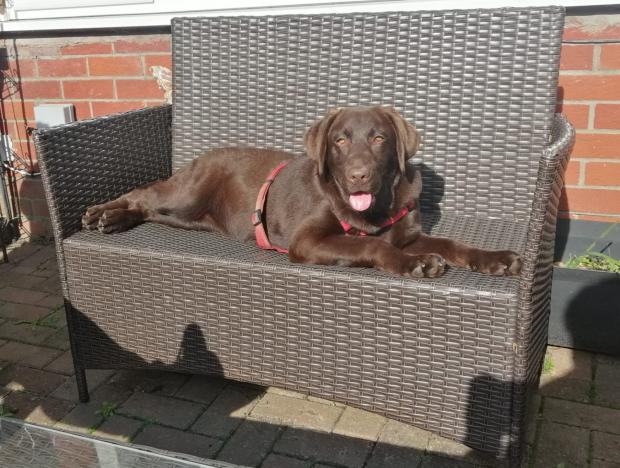 North Wales Chronicle: Gigi, an 11-month-old chocolate Labrador, was grossly overweight when she was found. Picture: RSPCA Cymru.