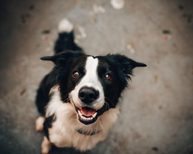 North Wales Chronicle: Border Collies came third in the most mathematically beautiful dogs list. Picture: Canva