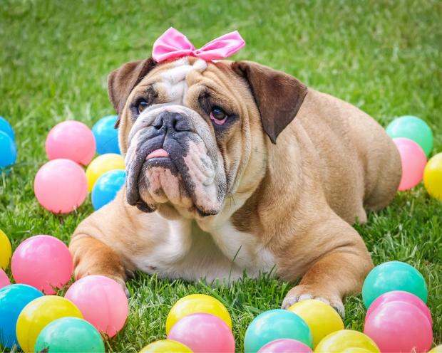 North Wales Chronicle: The bulldog came fourth in the least attractive dogs list. Picture: Canva