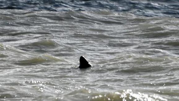 North Wales Chronicle: A fin of a 'great white shark' has been spotted just yards off the coast from a popular beach, it has been claimed