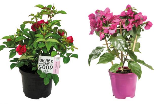 North Wales Chronicle: (left) Garden Rose and (right) Bougainvillea (Lidl/Canva)