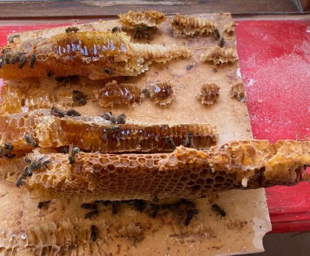 North Wales Chronicle: Some of the hive's delicious honey. Photo: Katie Hayward