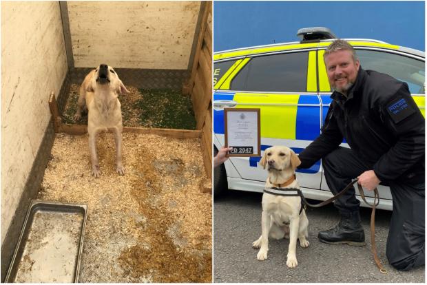 North Wales Chronicle: This Labrador was found at an unlicensed puppy farm, but has now recovered and has gone on to join Gloucestershire Constabulary. Picture: RSPCA Cymru.