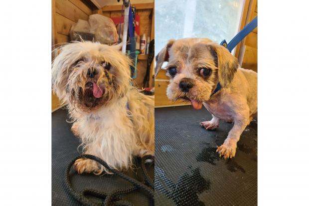 Before and after! Jemma Birch and Esther Nieman joined forces to treat the dog. Photo provided by K-9 Heaven