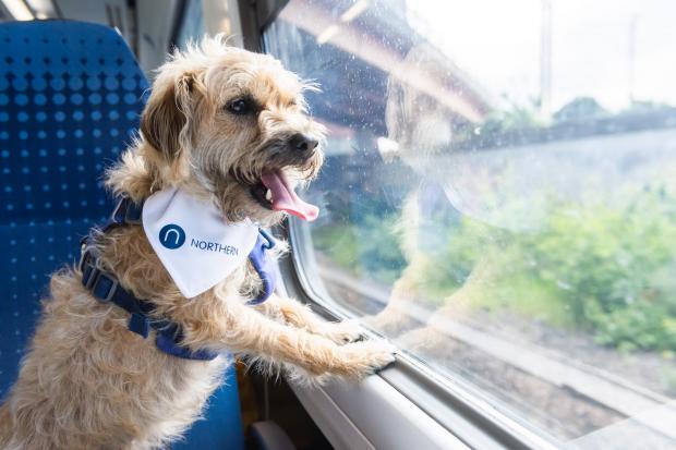 Northern have launched a new campaign encouraging passengers to bring their dogs along on their services.