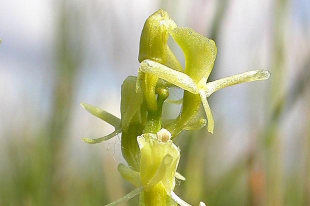 The fen orchid found at Laugharne-Pendine Burrows in Carmarthenshire. Picture: Natural Resources Wales