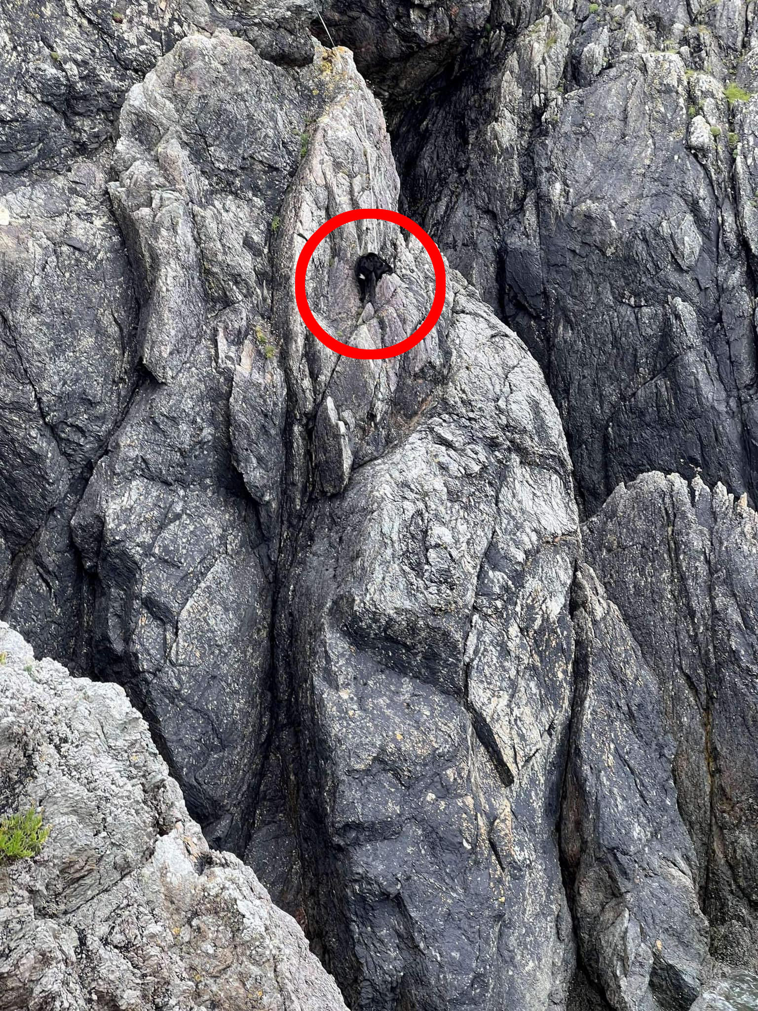 Peppa the dog. See SWNS story SWMRdog.A dog has been rescued from the side of a massive cliff where it was stuck - for 12 days. The pup, named Peppa, was wedged on the Llyn Peninsula in Gwynedd, Wales.Coastguard were notified after a fisherman and two