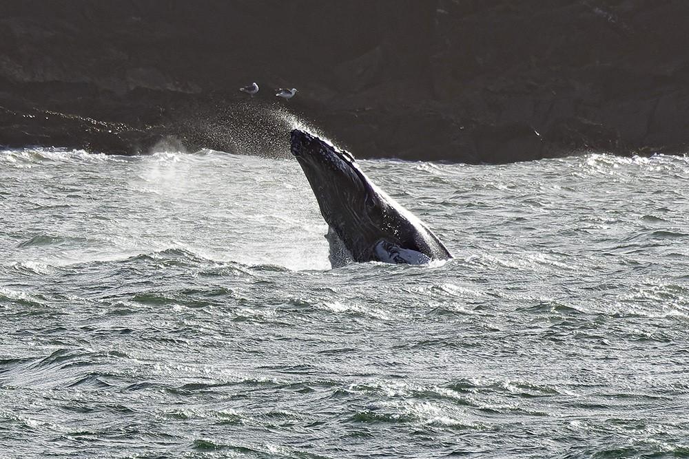 Humpback whale brings crowds to Pembrokeshire coast | North Wales Chronicle