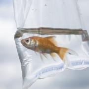 goldfish in a plastic bag.