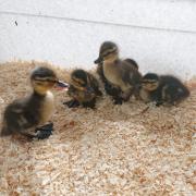 The rescued ducklings [Image: Traffic Wales]