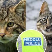 File images of a Scottish wildcat and a domestic cat.