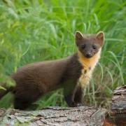 First pine marten discovered on Ynys Môn