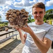 Gareth Griffith-Swain launched Snowdon Valley Farm, where they vertically farm mushrooms.