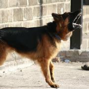 A barking German Shepherd (Image supplied by Marco/Richards PR from Pixabay free stock images)