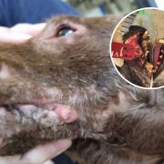 Charlie and Storm: Injuries seen to the lower jaw in both dogs have the “appearance of a typical injury resulting from those type of activities involving dogs and badgers”.