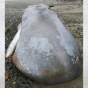 The whale washed up on Porth Neigwl.