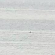 Rob Creek saw a large tall black dorsal fin entering the bay.  He believes it was an Orca.