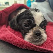 This female Shih Tzu was abandoned in Shotton