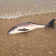 The porpoise washed up on Anglesey