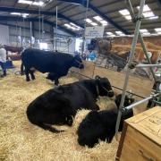 Cows at the 2023 Anglesey Show.