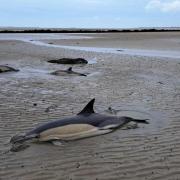 The dolphins on the beach in Anglesey.