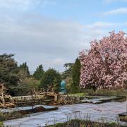 Magnolia campbellii at Bodnant Garden, Conwy, in bloom in February 2024