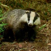 Library picture of a badger