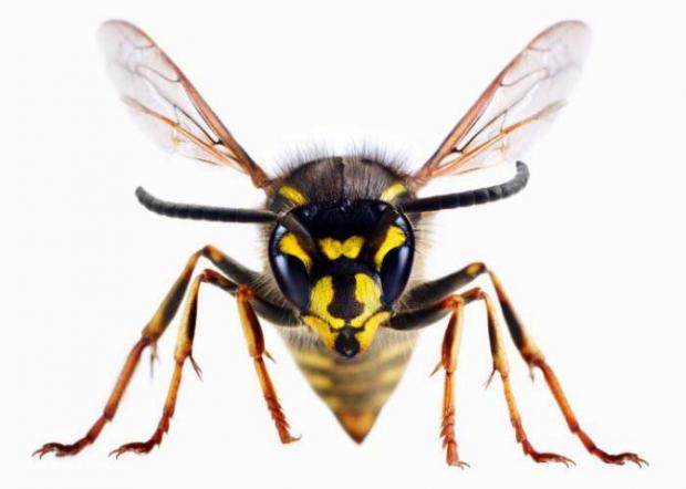 North Wales Chronicle: A wasp